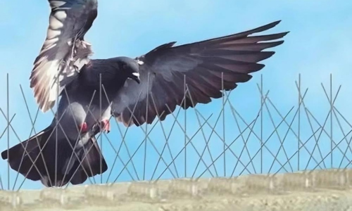 Pigeon Netting Services